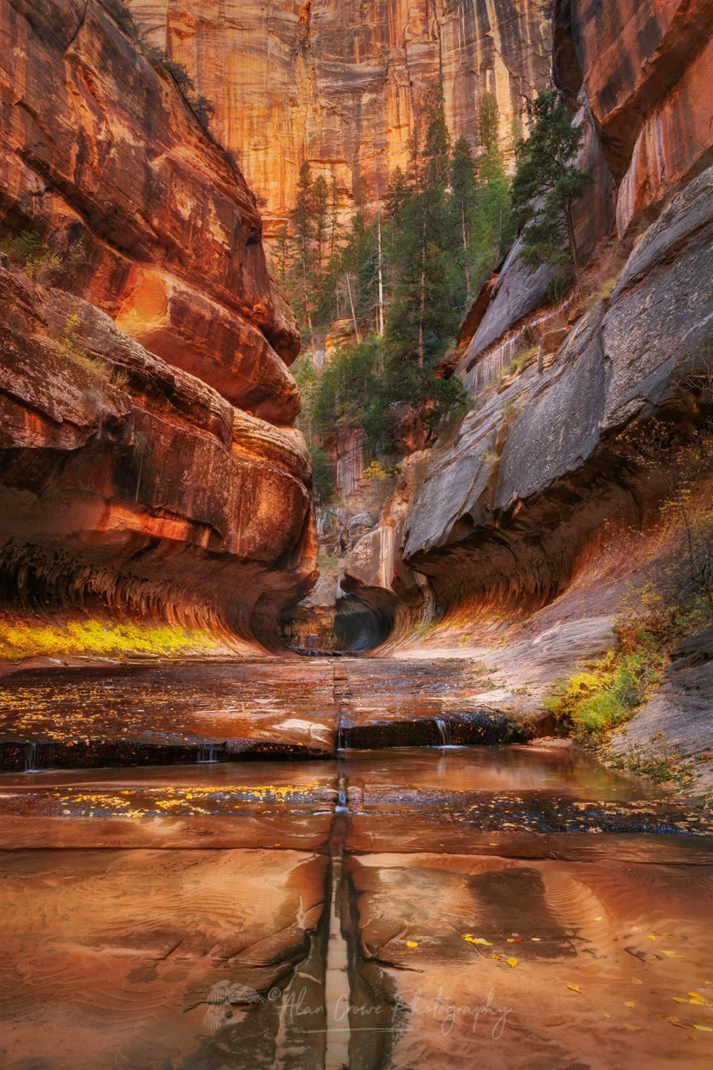 Entrance to the Subway Left Fork North Creek, Zion National Park Utah #76893or