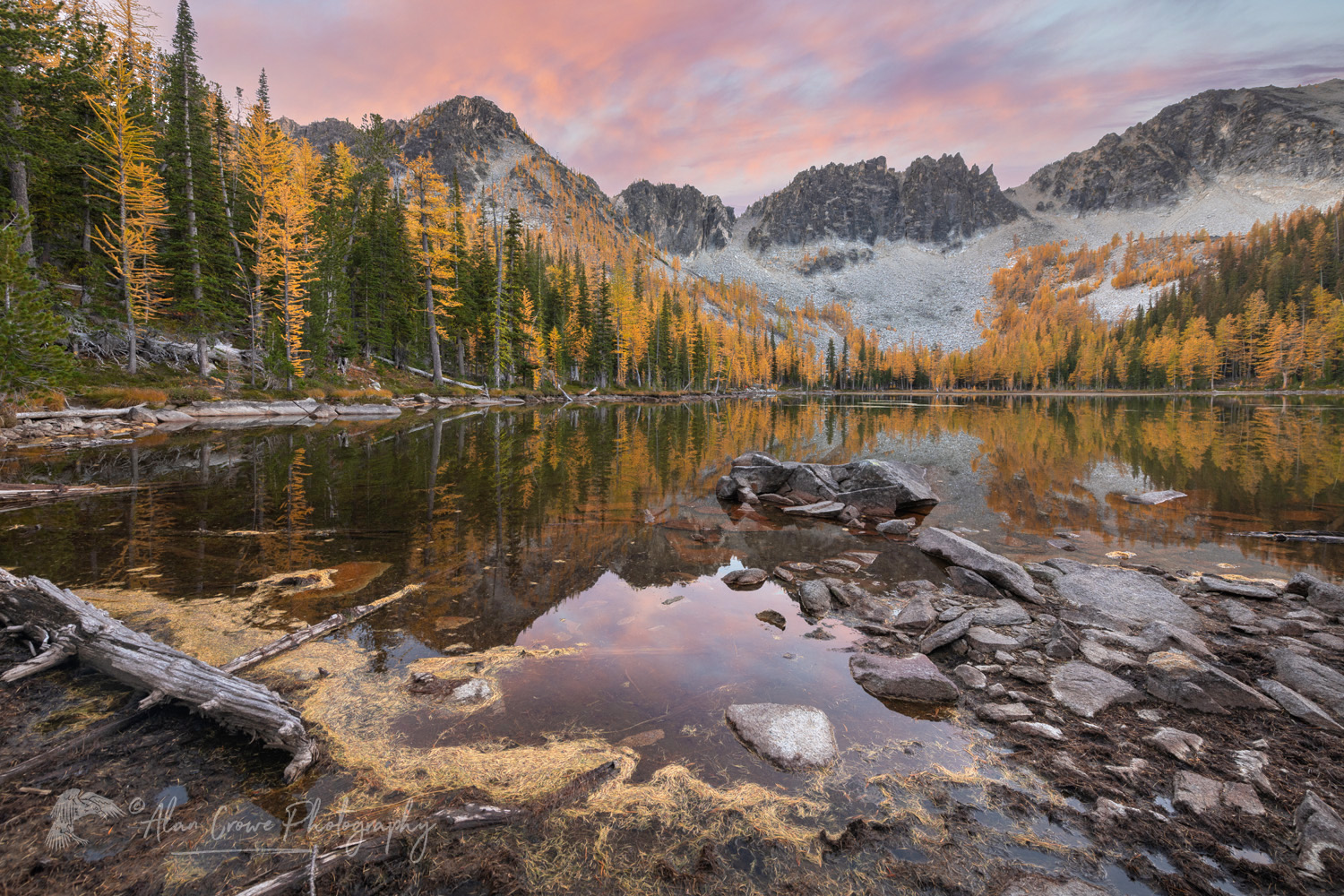 Subalpine Larches (Larix lyallii) displaying golden autumn foliage at Crater Lakes, along the Sawtooth Crest. North Cascades Washington #87282