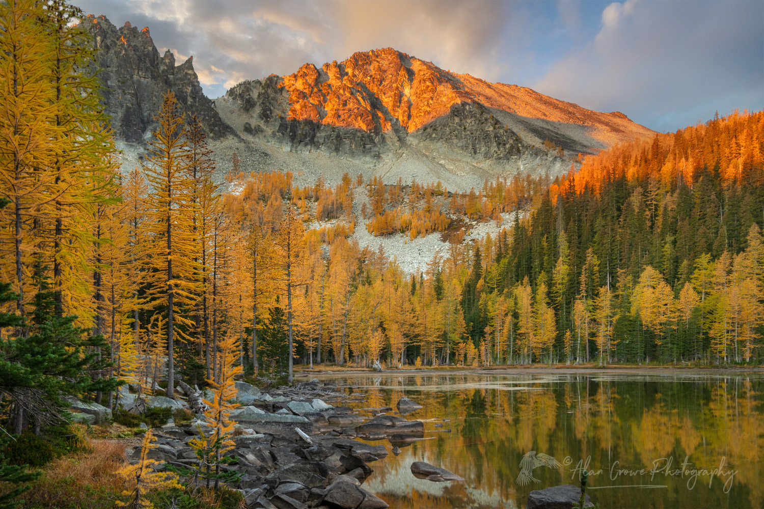 Subalpine Larches (Larix lyallii) displaying golden autumn foliage at Crater Lakes, along the Sawtooth Crest. North Cascades Washington #87293