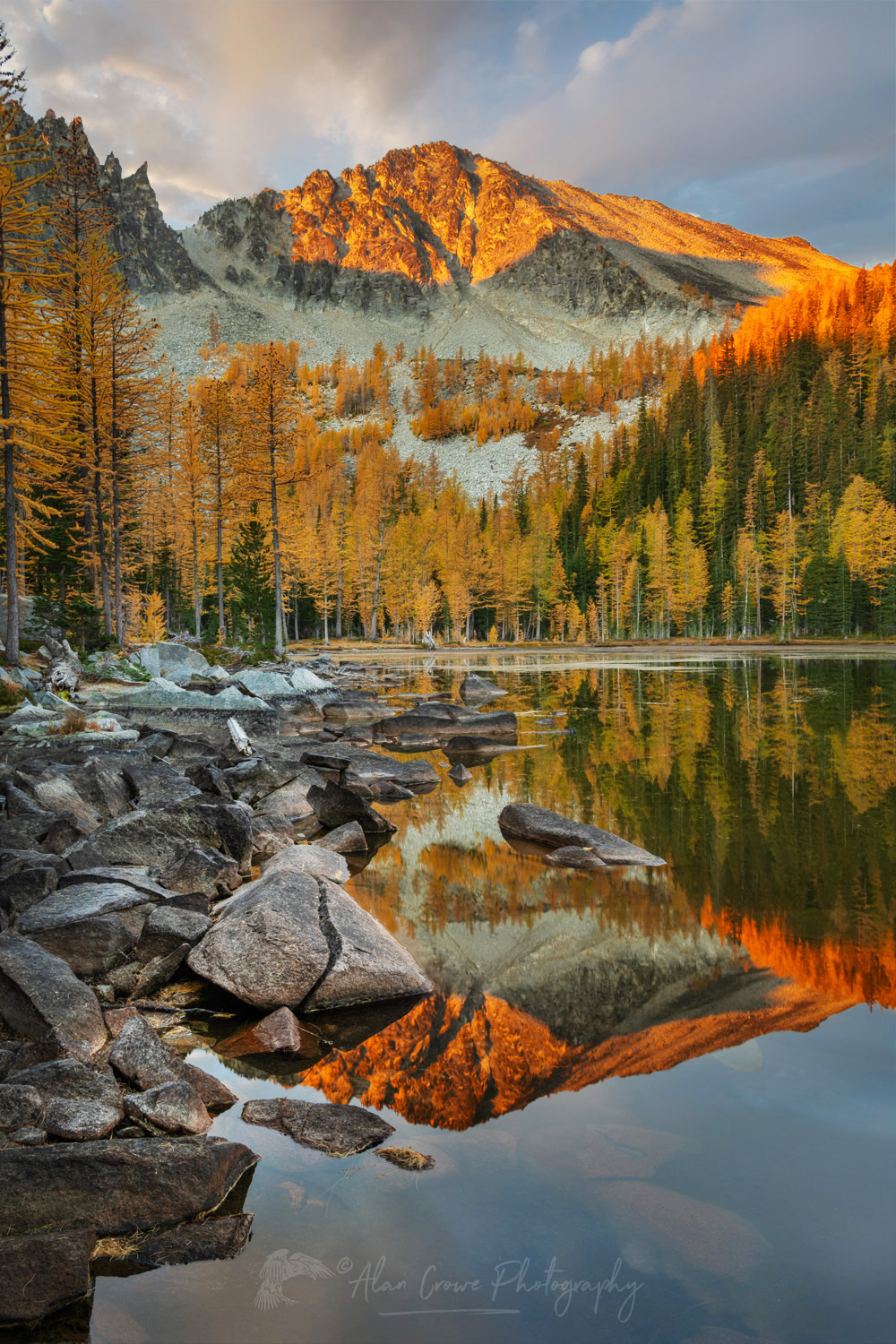 Subalpine Larches (Larix lyallii) displaying golden autumn foliage at Crater Lakes, along the Sawtooth Crest. North Cascades Washington #87296