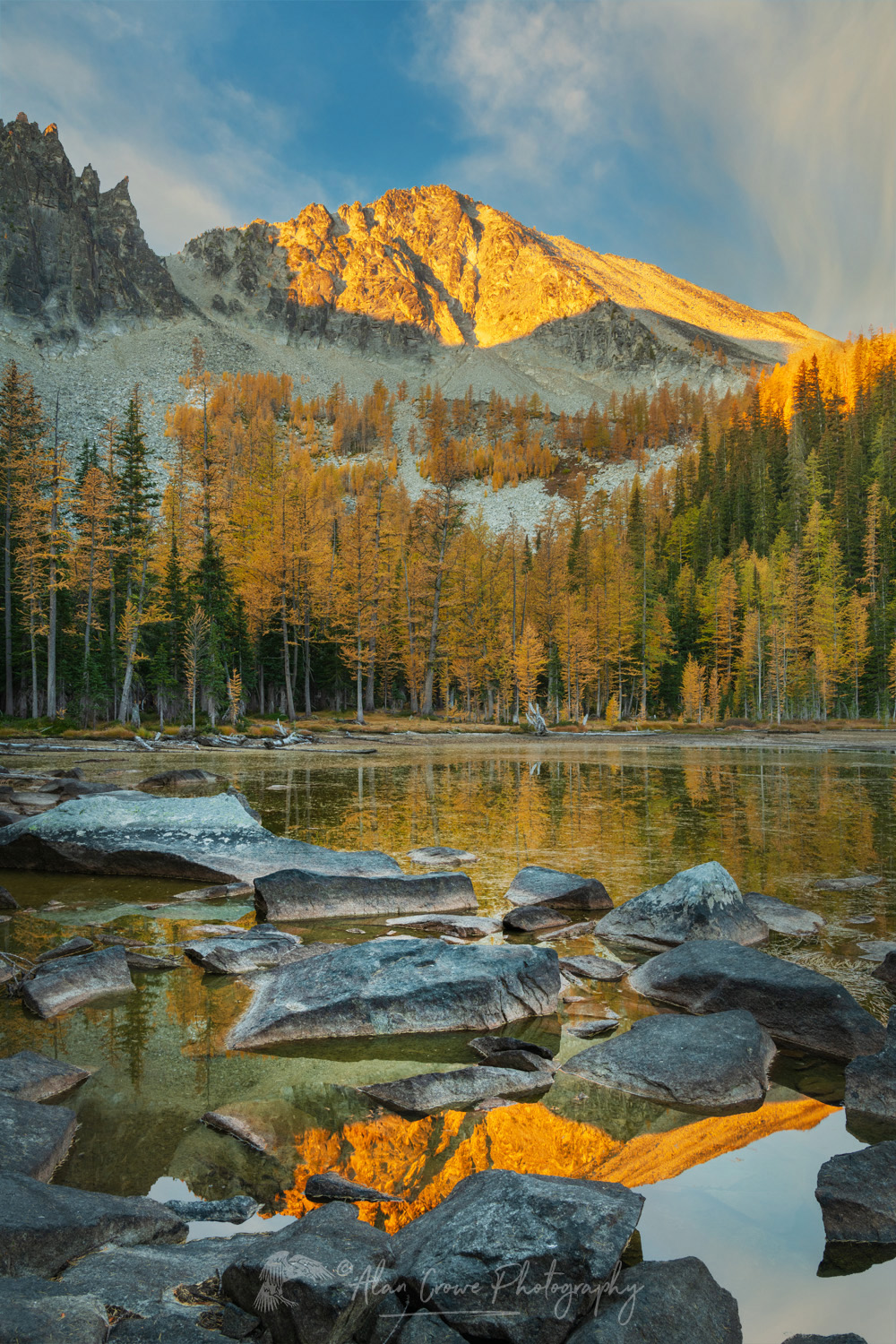 Subalpine Larches (Larix lyallii) displaying golden autumn foliage at Crater Lakes, along the Sawtooth Crest. North Cascades Washington #87304b
