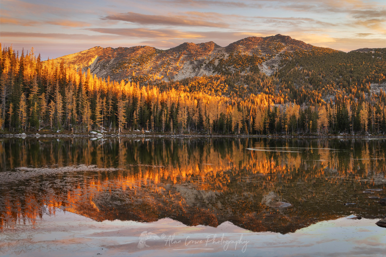 Subalpine Larches (Larix lyallii) displaying golden autumn foliage at Crater Lakes, along the Sawtooth Crest. North Cascades, Washington #87306
